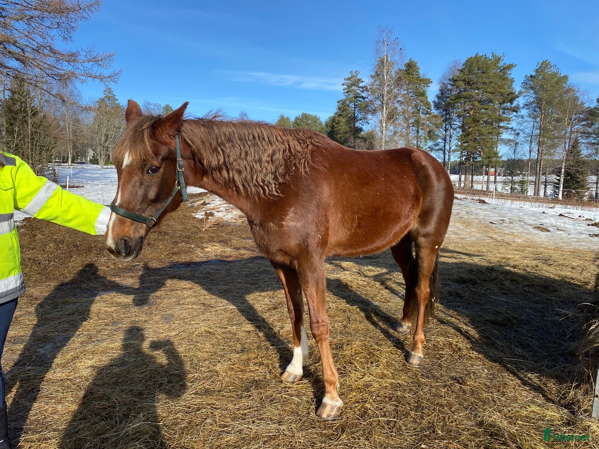  hästar till salu: Travare - Annons 2