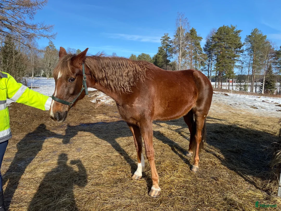 Trav hästar till salu: Travare - Annons 1