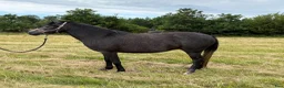 Allround hästar till salu: Welsh partbred i Västra Torup - Annons 2
