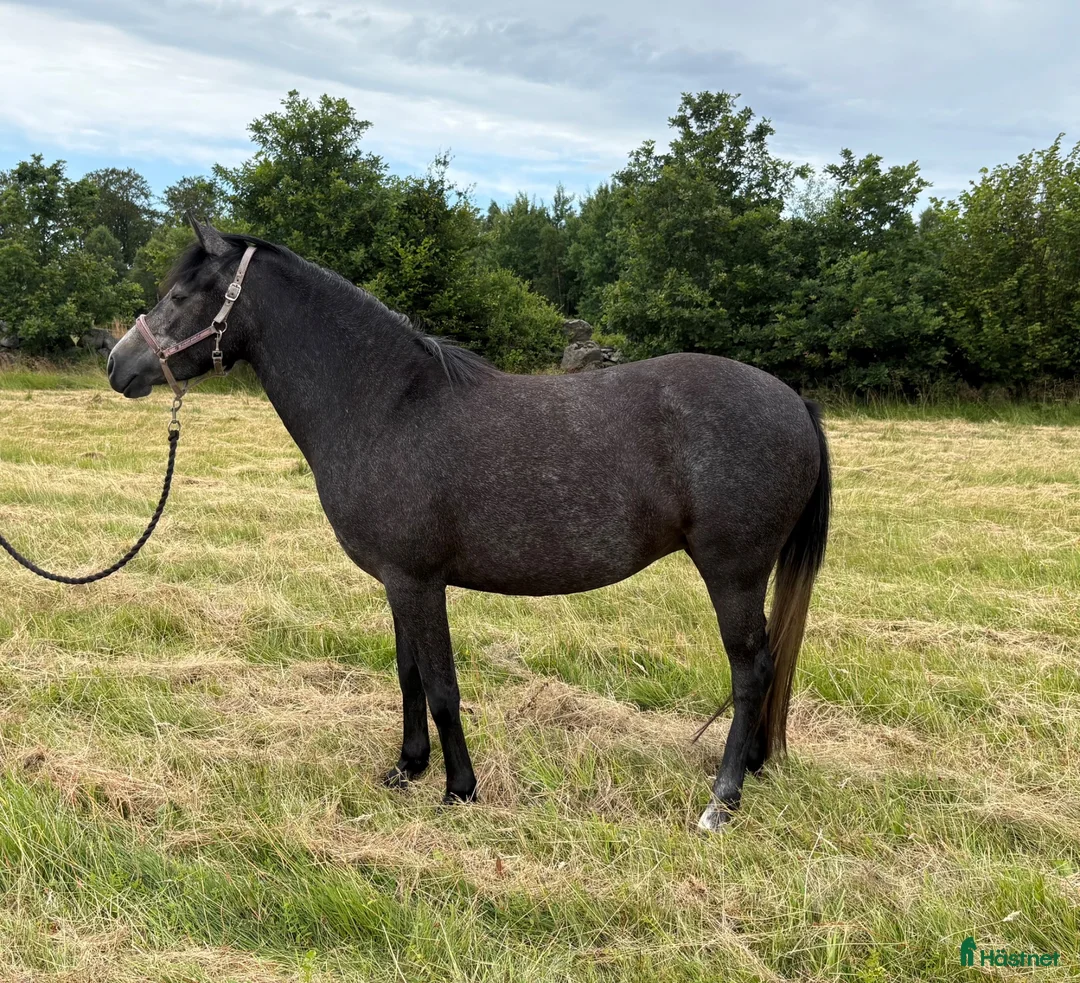 Allround hästar till salu: Welsh partbred i Västra Torup - Annons 2