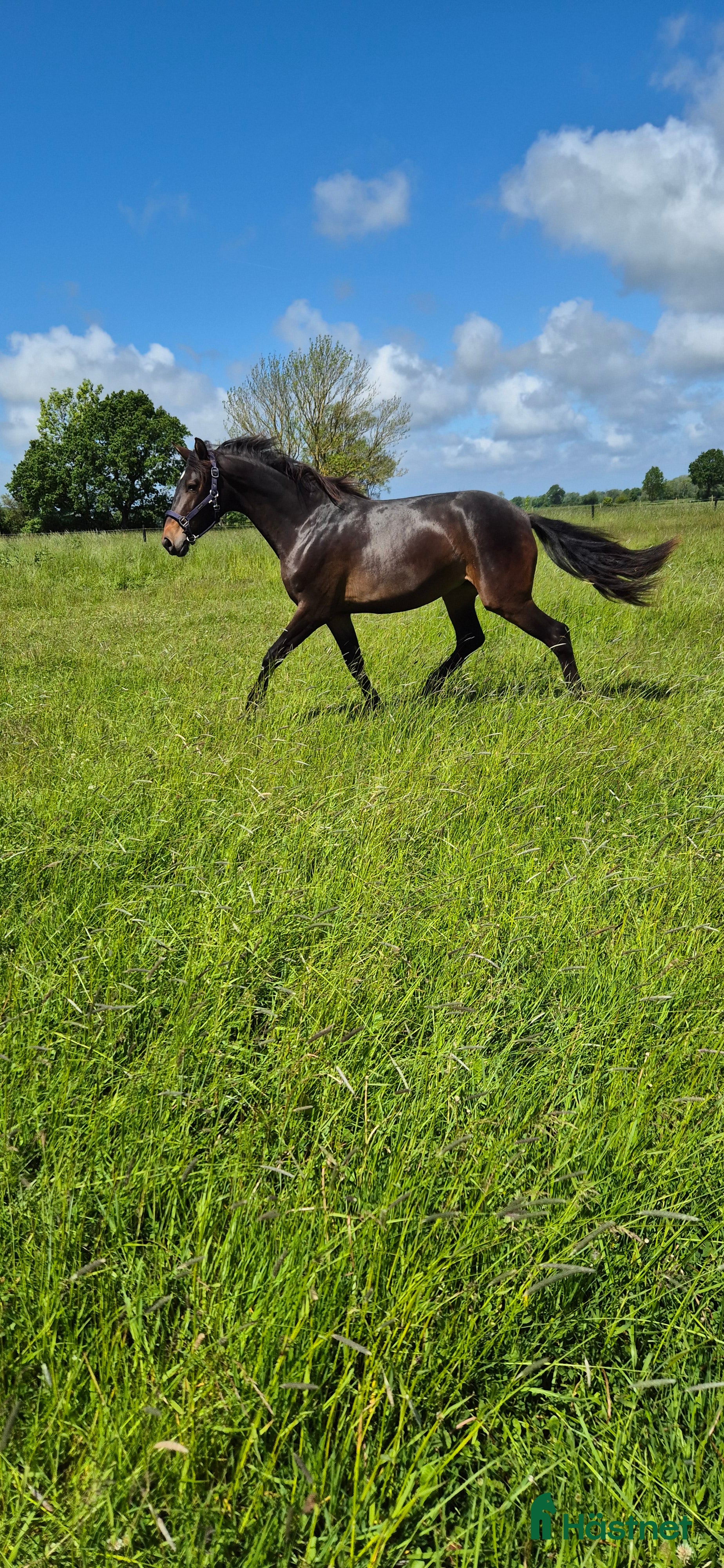  hästar Free Ella en bästa kompis!  - Annons 5