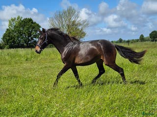 hästar Free Ella en bästa kompis! - Annons 22