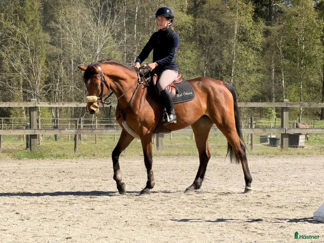 Hoppning hästar till salu: Trevligt 4-årigt sto - Annons 1