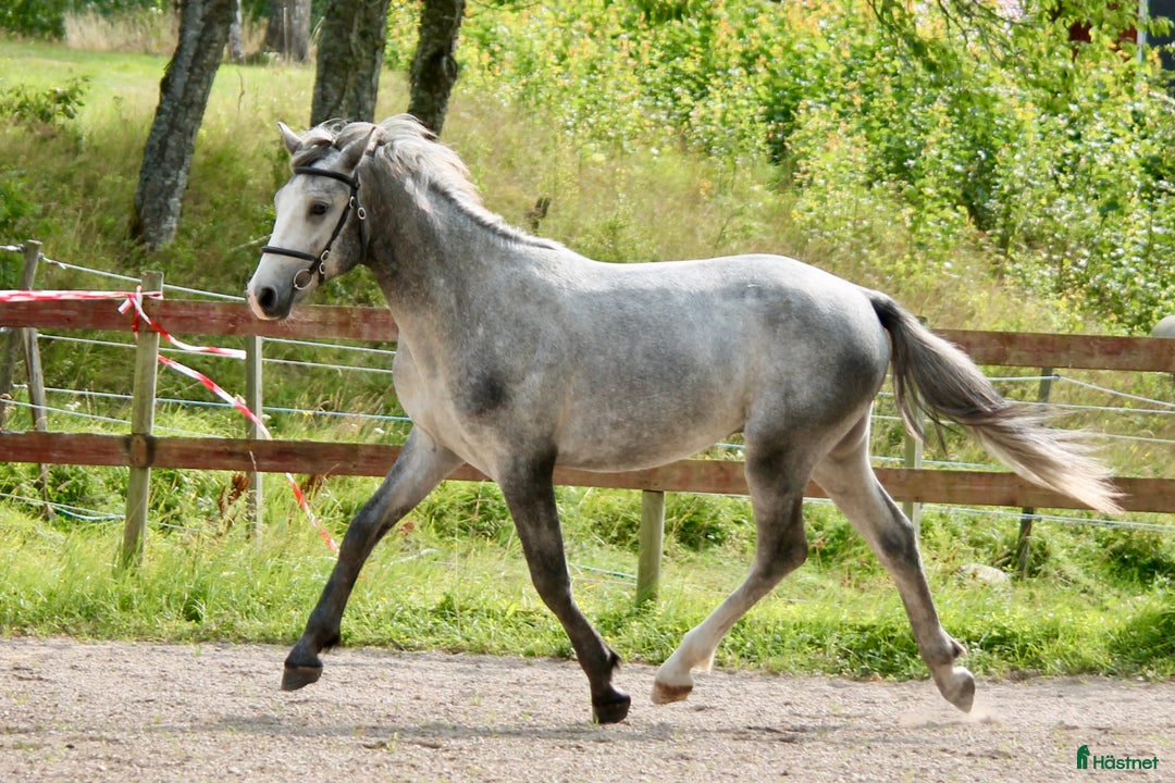 Allround hästar till salu: Lovande ettårig connemarahingst i Norsholm - Annons 5