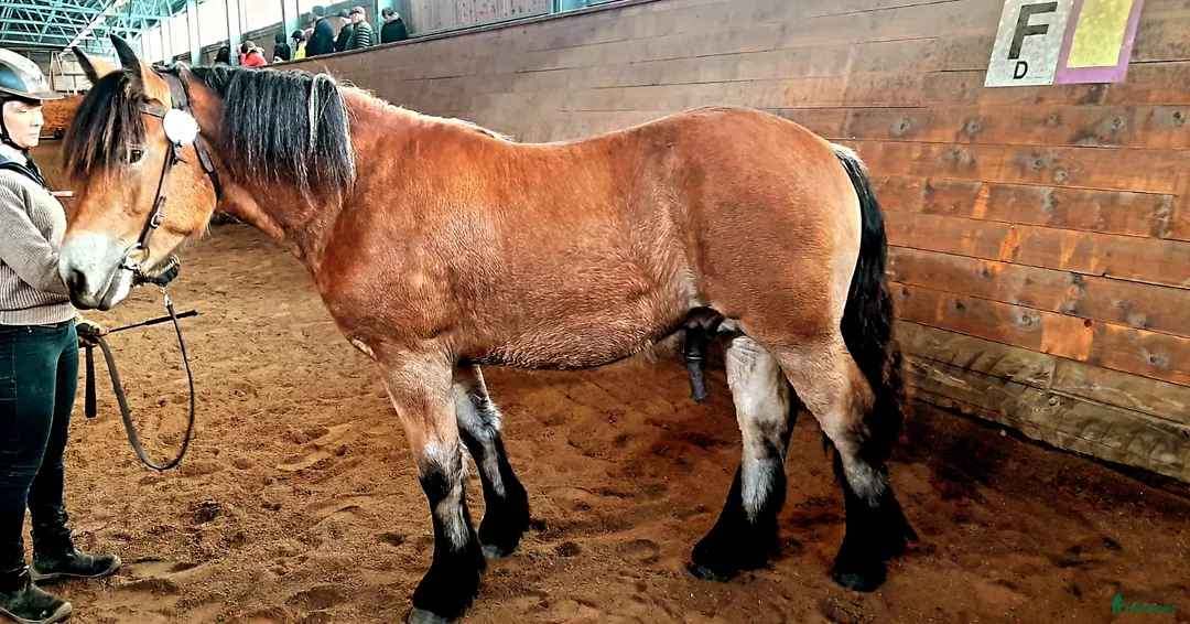 Avelshästar hästar till salu: Hingstämne i Strömstad - Annons 2