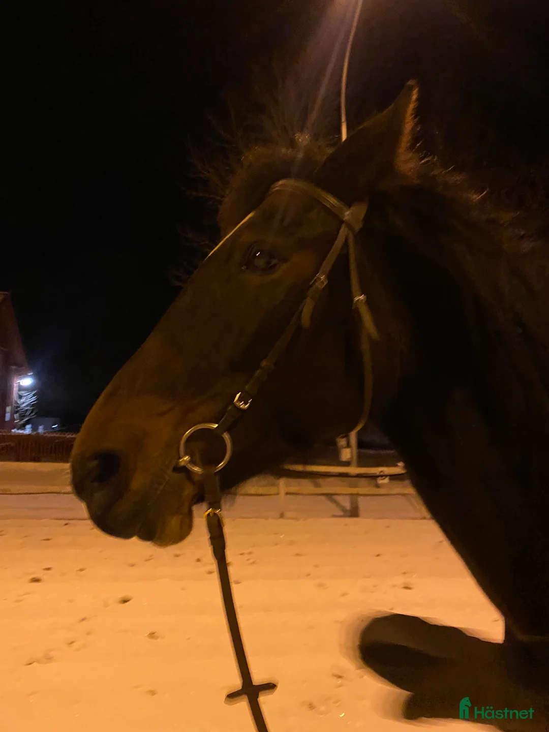 Övrigt hästar till salu: Hästen med det stora hjärtat  - Annons 4