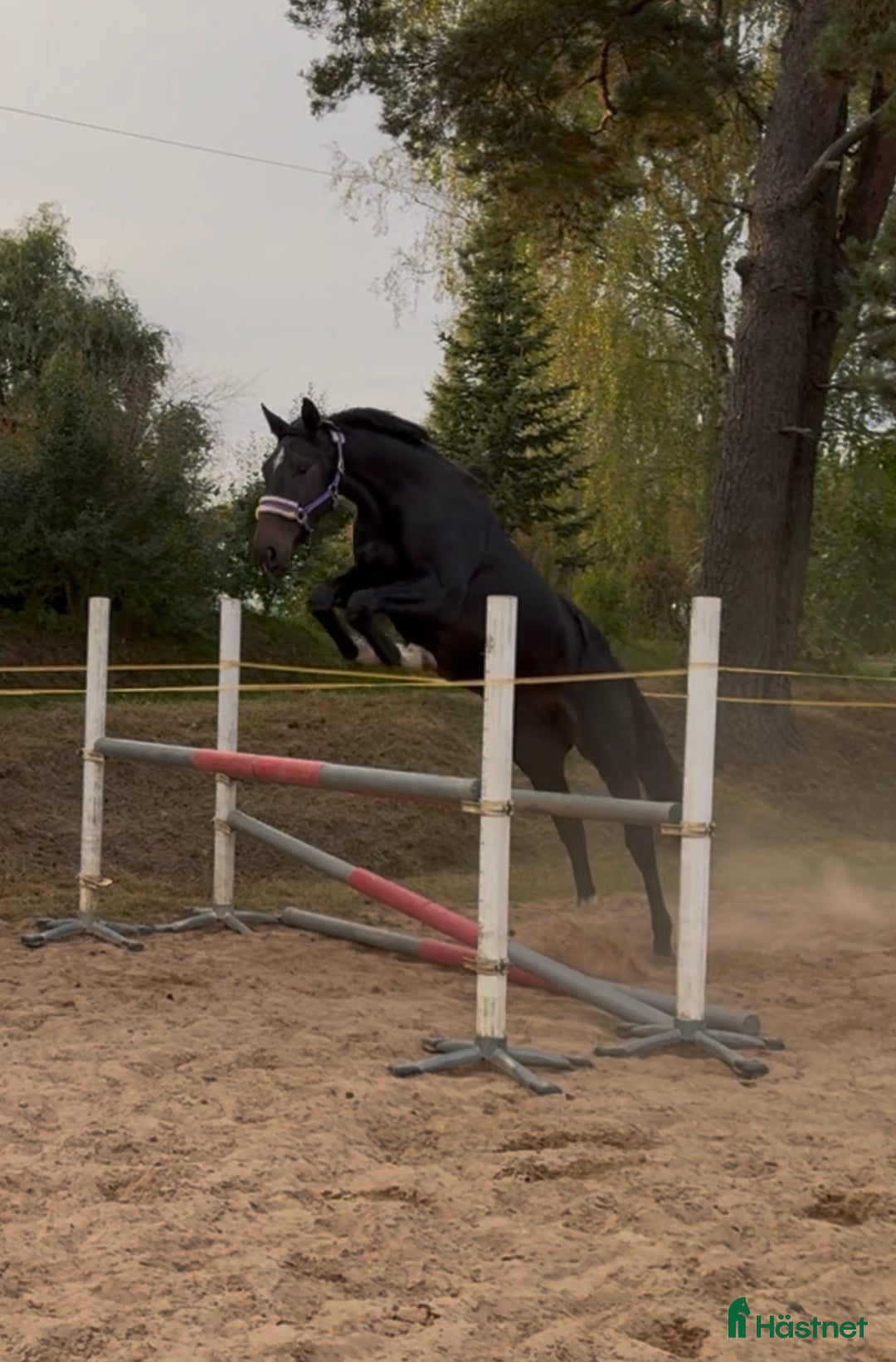 Hoppning hästar till salu: Young Horses - Annons 3