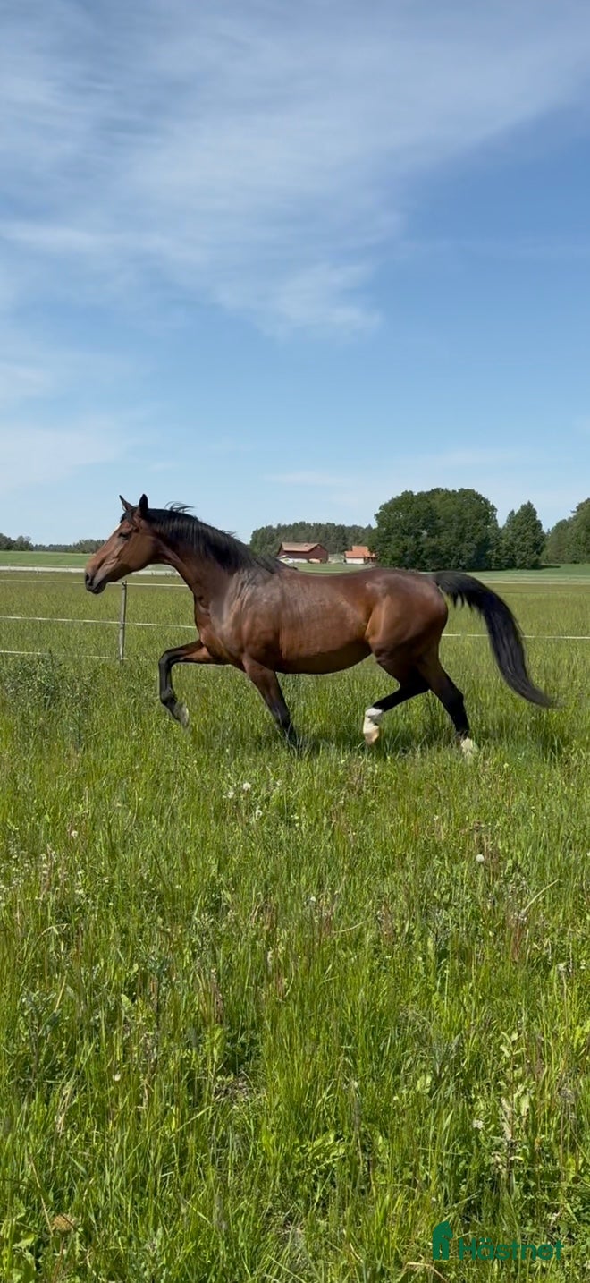  hästar Elitsto till avel - Annons 1