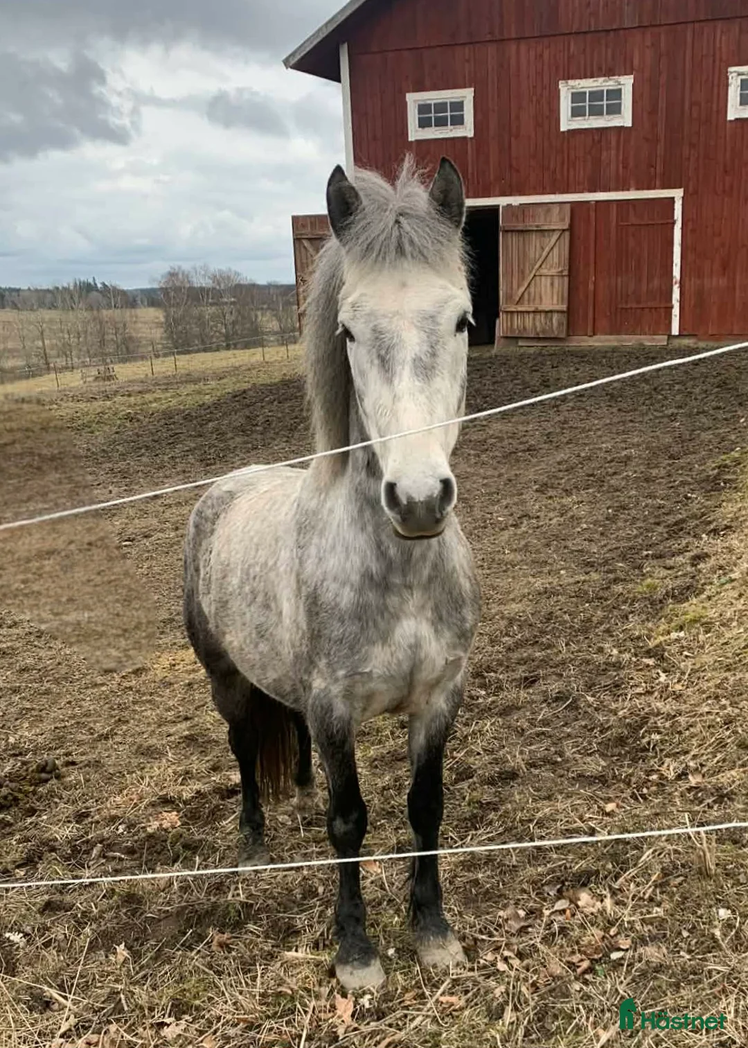 Allround hästar till salu: Svenskfödd, social, snäll 4-åring med fin stam - Annons 2