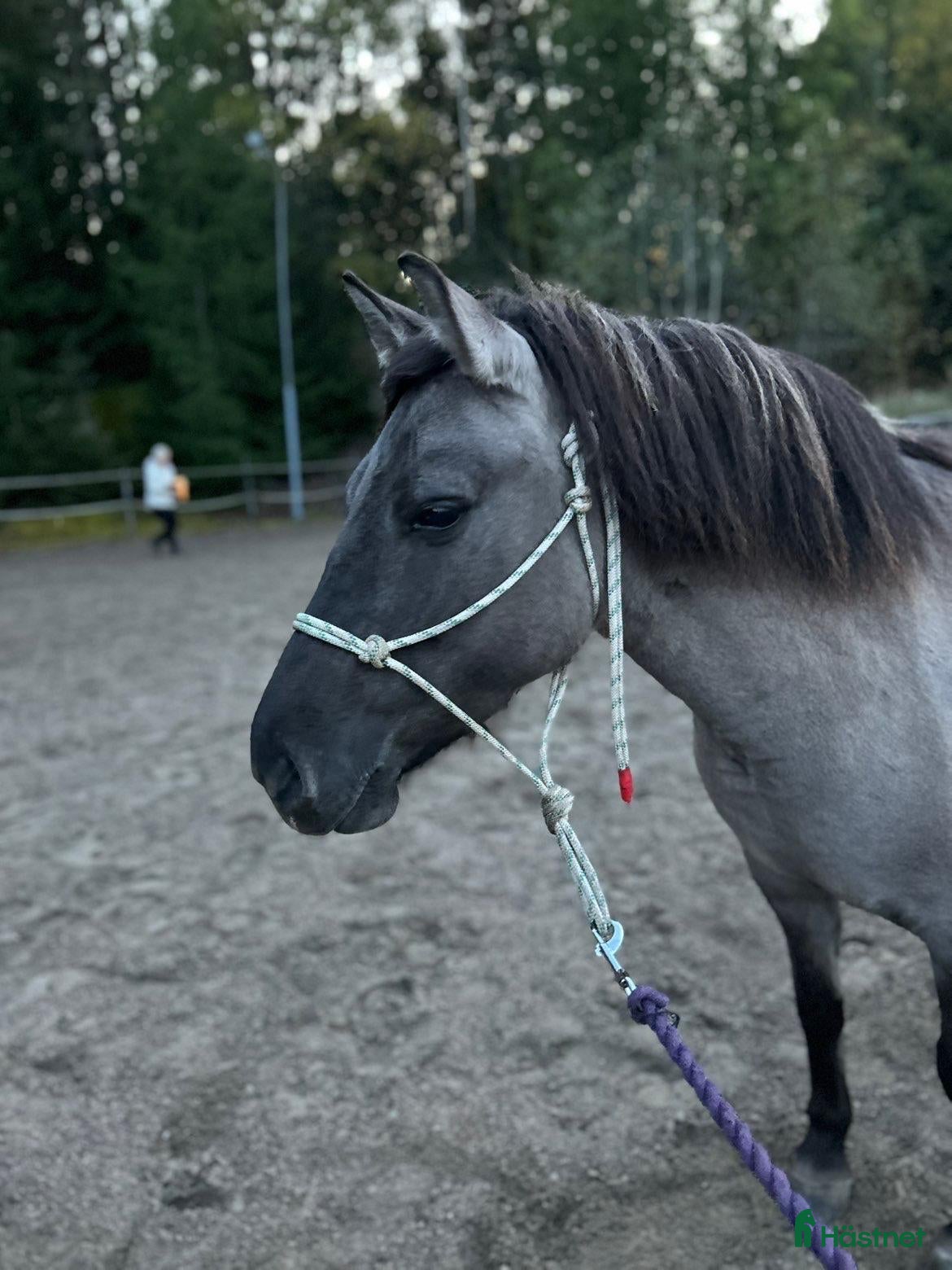  hästar Charmig ponny till tuff ryttare! i Ljusdal - Annons 7