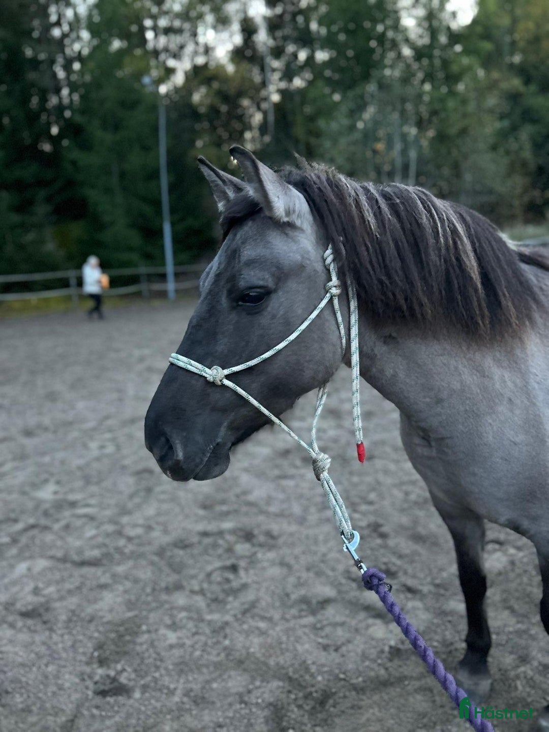 Körning hästar till salu: Charmig ponny till tuff ryttare! i Ljusdal - Annons 1