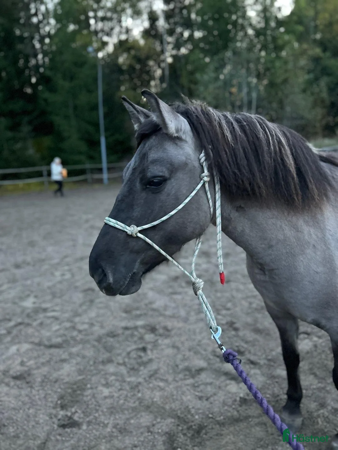 Körning hästar till salu: Charmig ponny till tuff ryttare! - Annons 1
