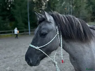 hästar Charmig ponny till tuff ryttare! - Annons 4