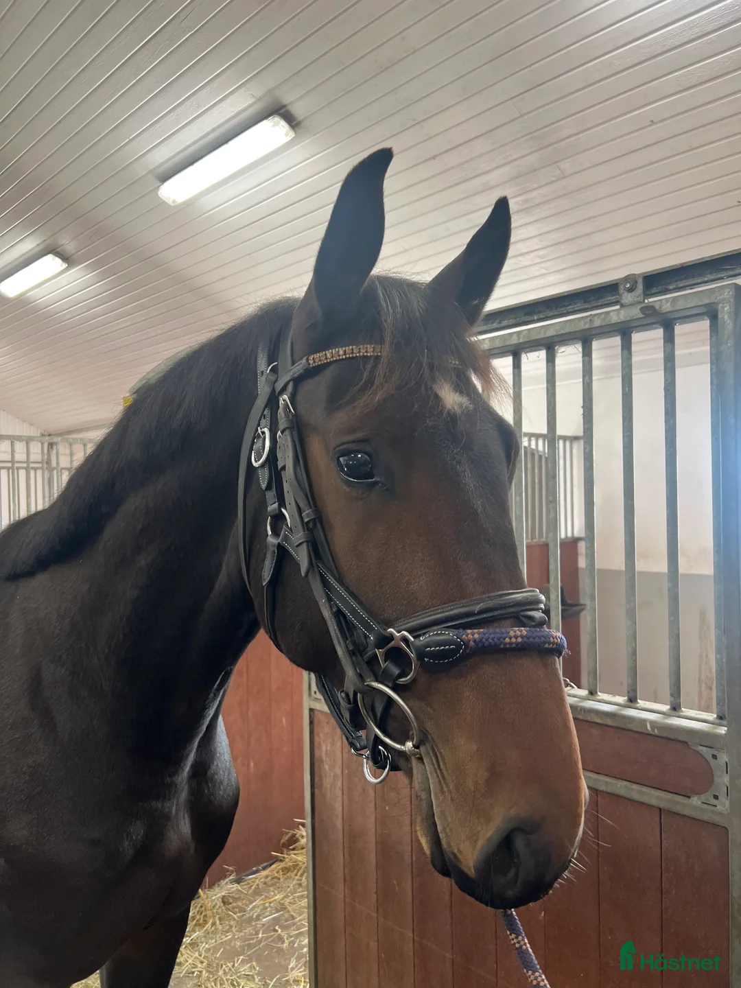 Hoppning hästar till salu: 3 åring för den som vill forma sin egna häst  - Annons 2