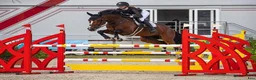 Hoppning hästar till salu: Fantastisk hopphäst - Annons 6