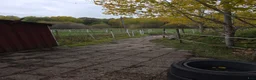  stallplats finnes: Lösdrift ledig  - Annons 5