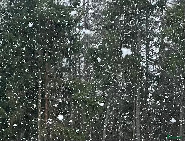  hästar Åring sökes - Annons 10