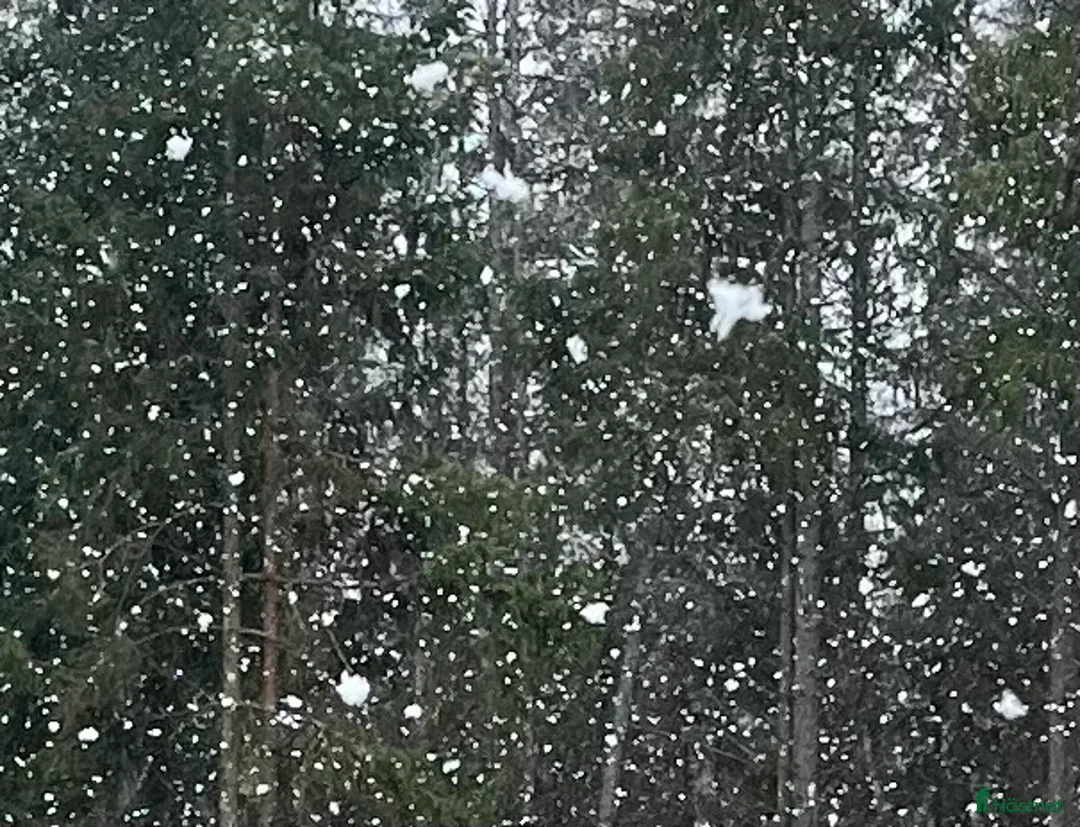 Allround hästar sökes: Åring sökes - Annons 1