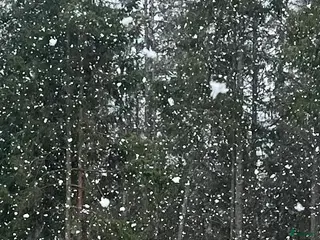 hästar Åring sökes - Annons 10