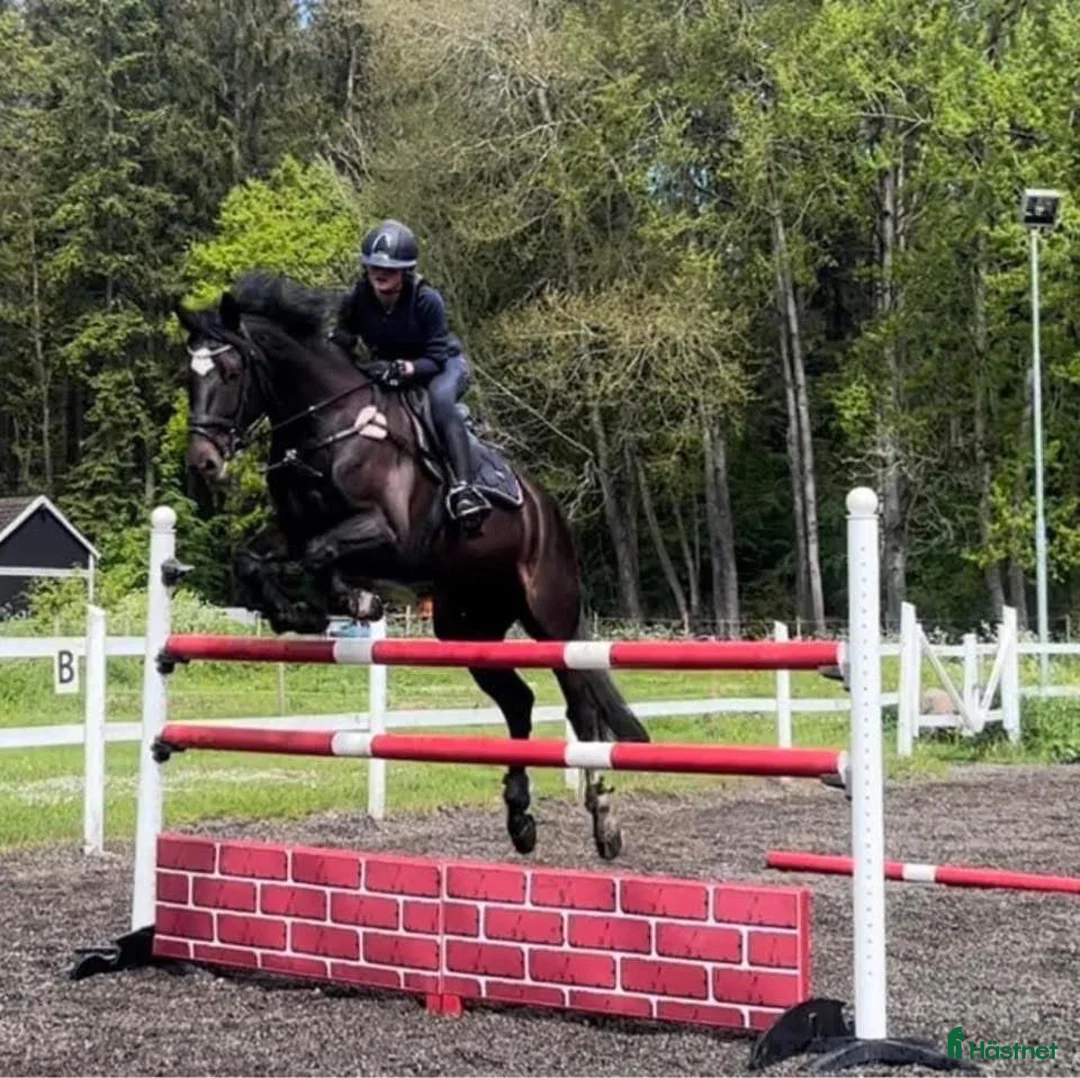 Hoppning hästar till salu: Superfin sporthäst!  - Annons 1