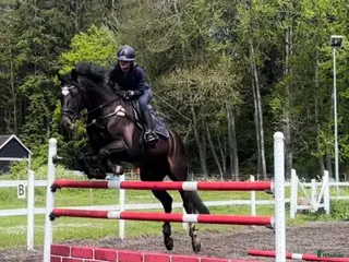 hästar Superfin sporthäst! - Annons 1