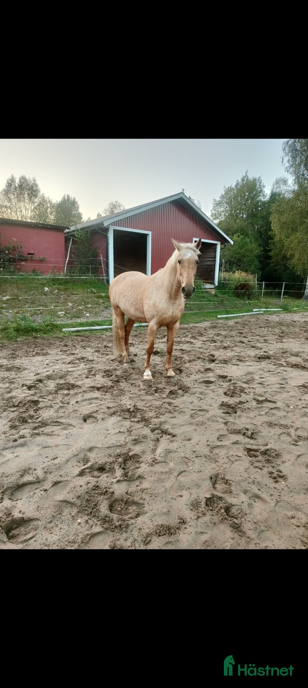  foderhäst finnes: Palamino sto utlånas för avel eller sällskap  i Eneryda - Annons 10