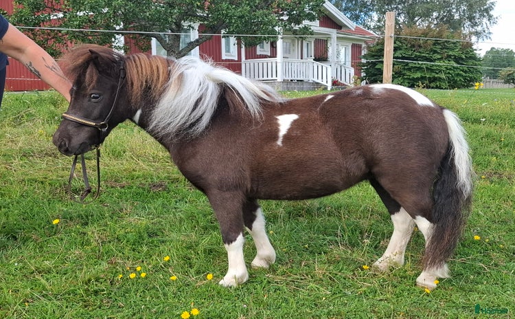  hästar i Strömsholm - Annons 7