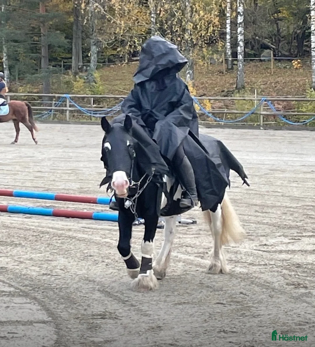 Allround hästar till salu: Charmören Jessie i Ronneby - Annons 7