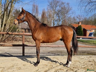 hästar Spændende unghest i Klippan - Annons 4