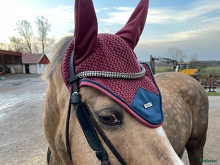 Schabrak & Vojlockar hästutrustning till salu: Es schabrak och huva i Västerås - Annons 5