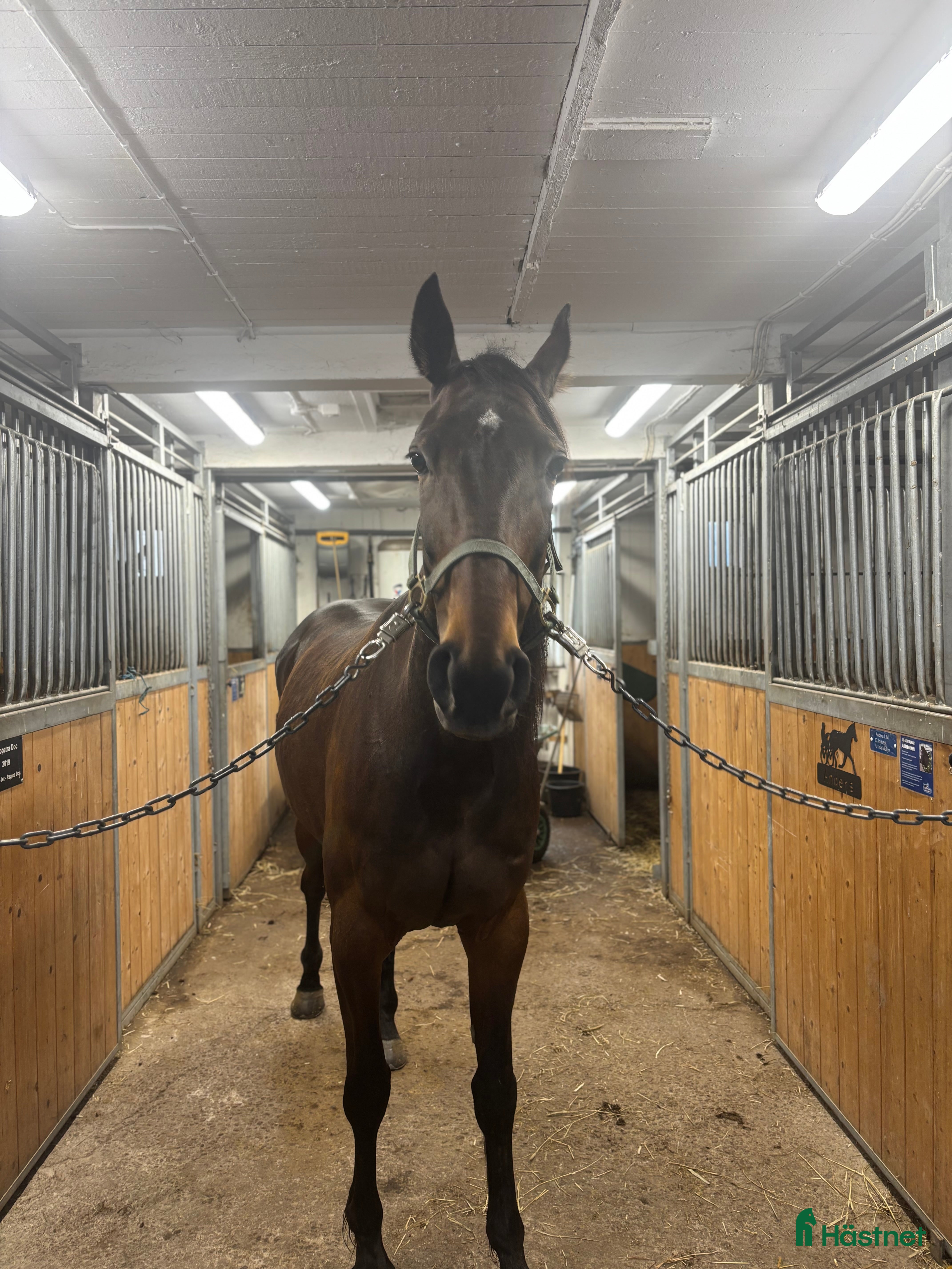  hästar Trevligt sto säljes i Åmål - Annons 1