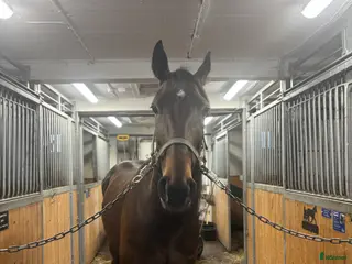 hästar Trevligt sto säljes i Åmål - Annons 9