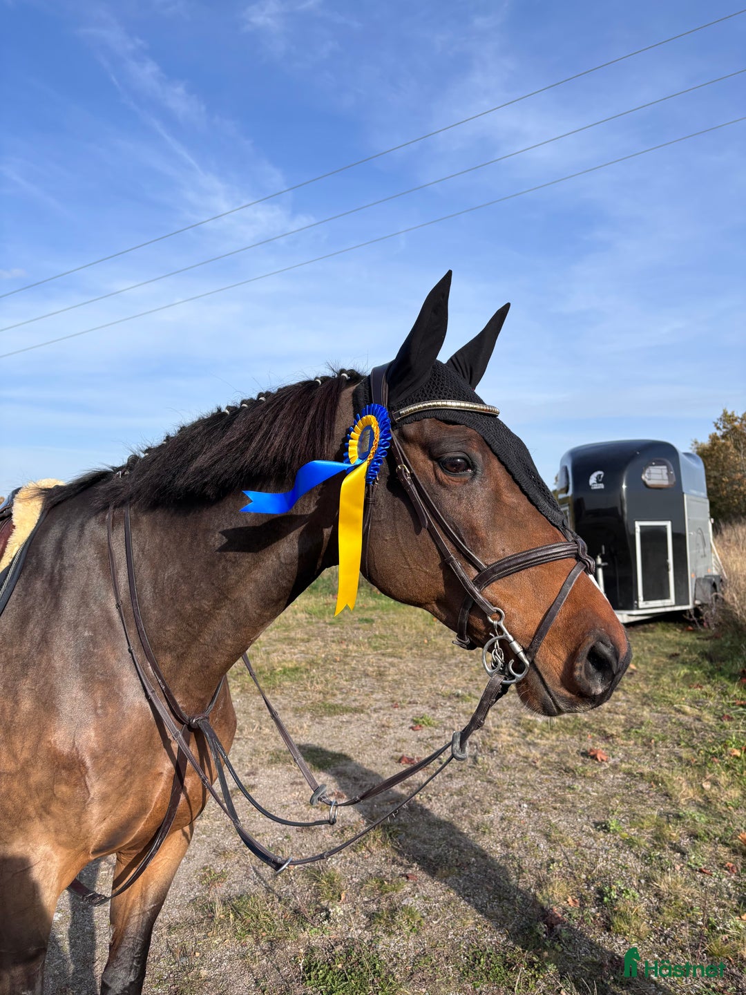 Avelshästar hästar till salu: Trevligt sto till avel🐴 i Vimmerby - Annons 2