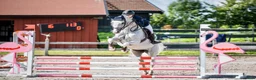 Avelshästar hästar till salu: Elite Broodmare Opportunity  - Annons 7
