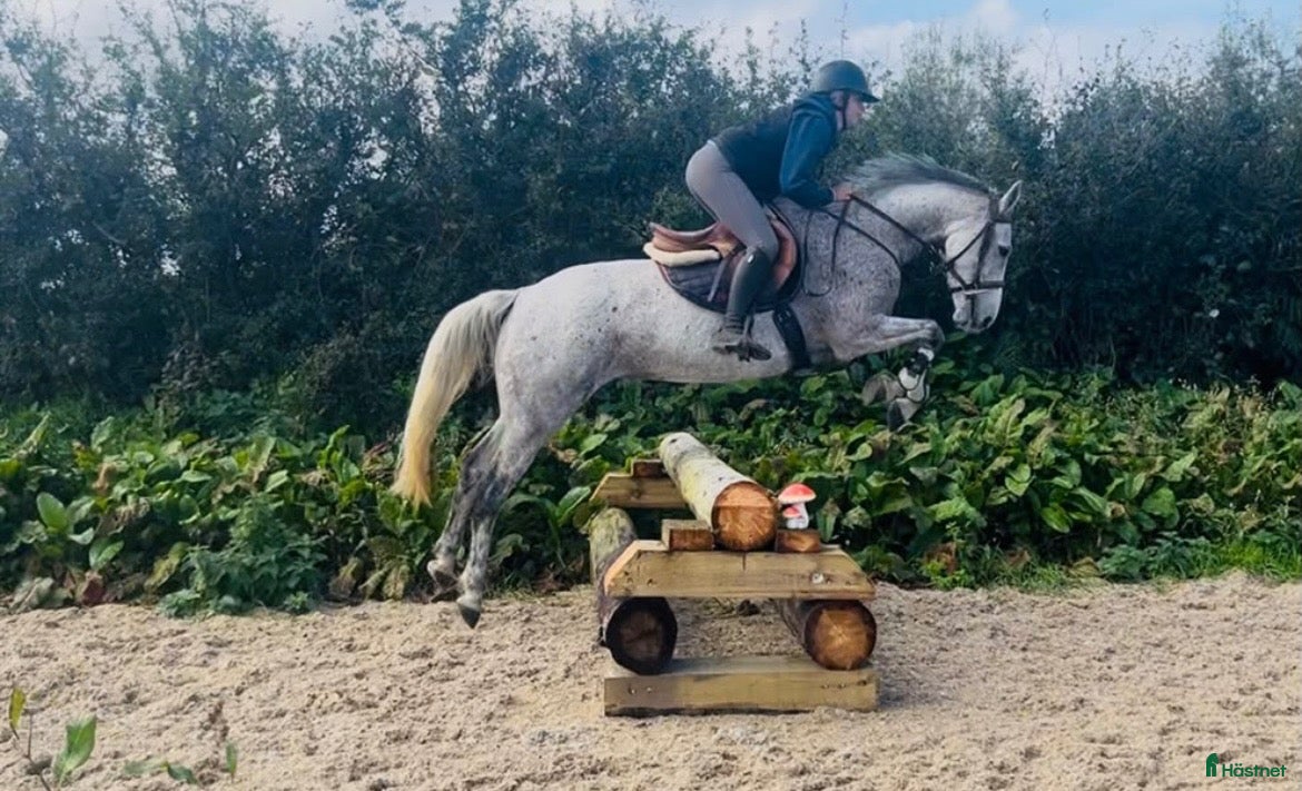  hästar Irish riding ponies - Annons 2