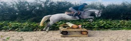 Allround hästar till salu: Irish riding ponies - Annons 2