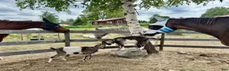  hästservice finnes: Rehab och konvalescens i lugn miljö - Annons 13
