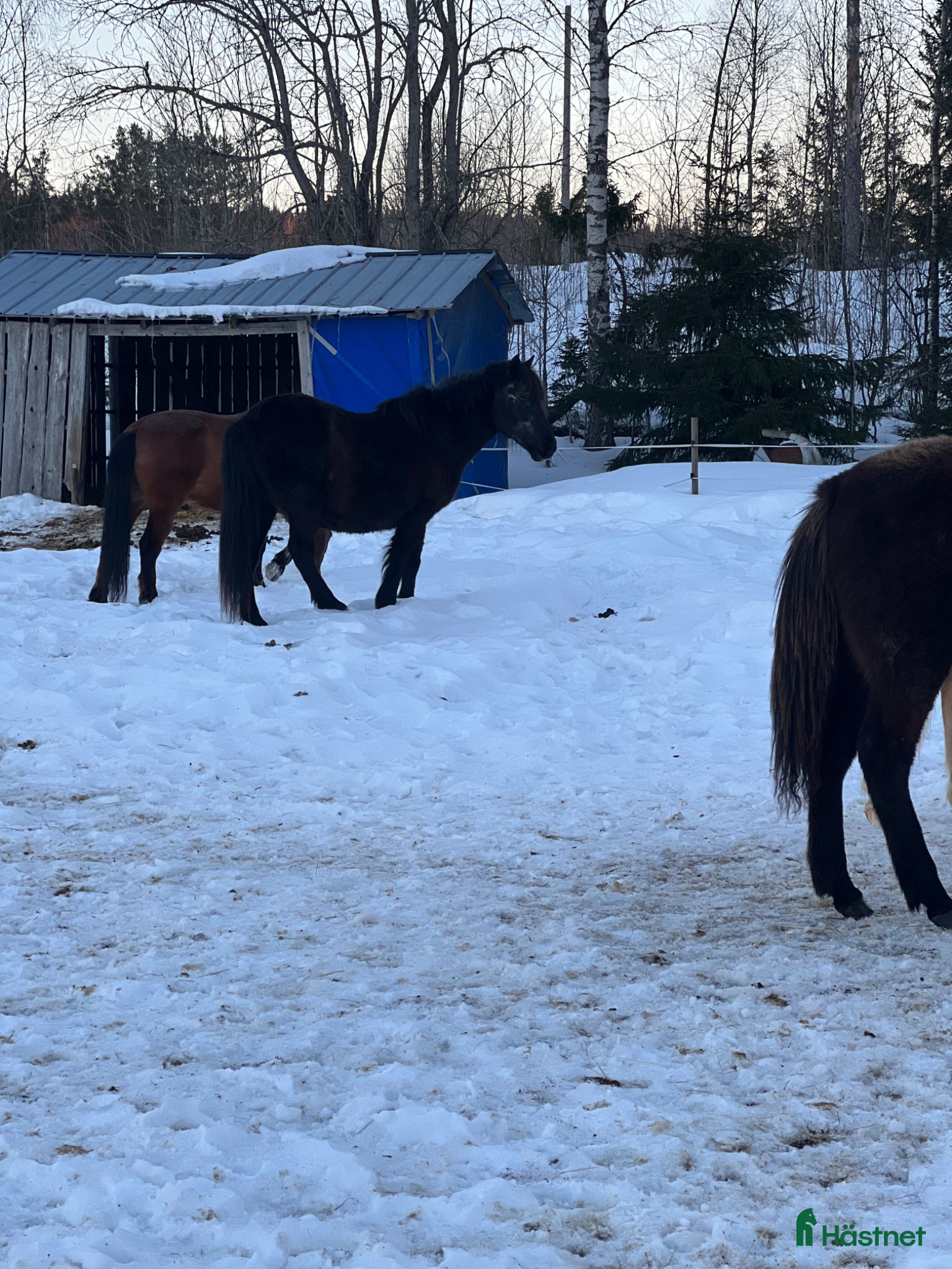  stallplats finnes: Stallplatser 3 st  - Annons 7