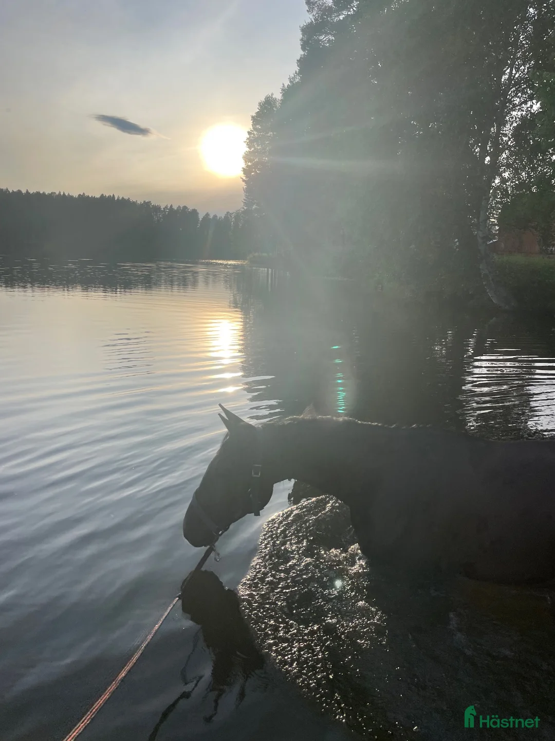  foderhäst finnes: ”Kalle” söker nytt hem  i Liden - Annons 6