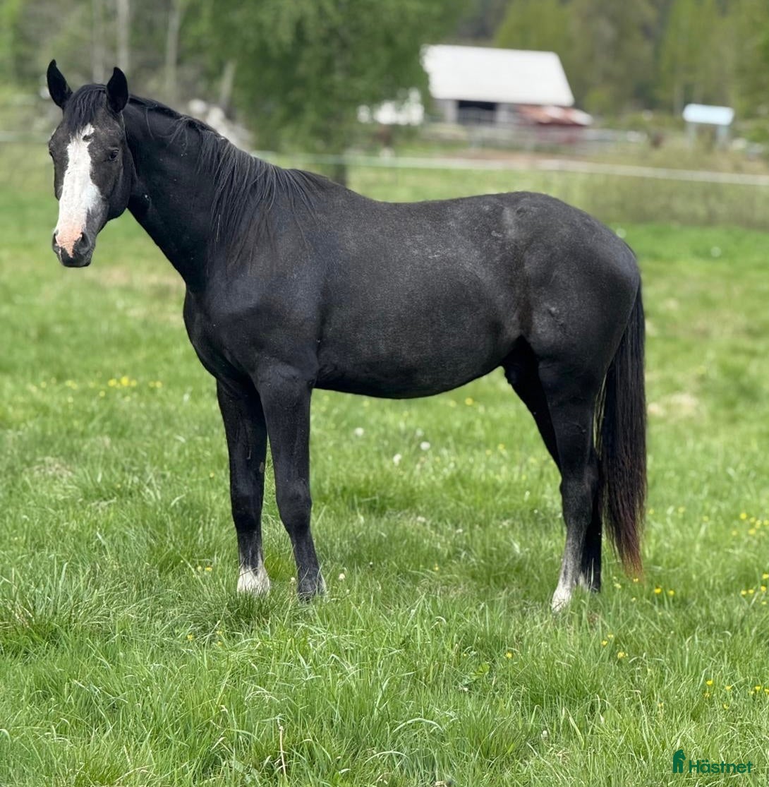  hästar Gustaf V - lovande unghäst med fina kvaliteter - Annons 19