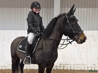 hästar B-ponny med potential ⭐️ - Annons 15