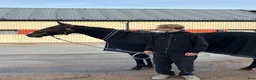 Trav hästar sökes: Söker leasinghäst i Kalmar - Annons 1
