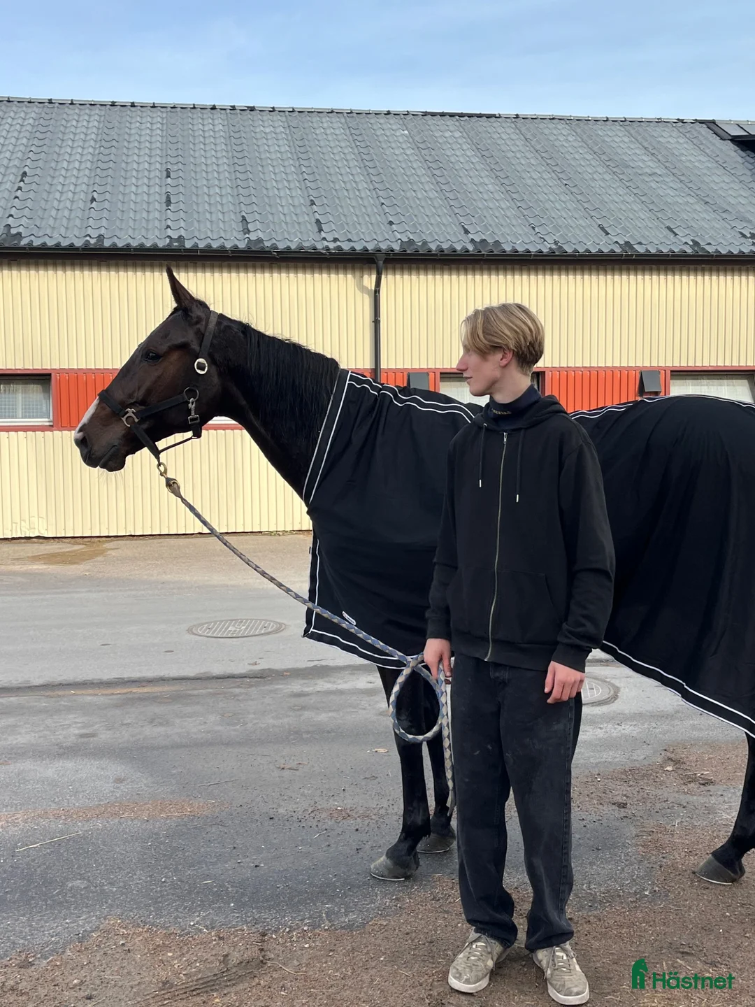 Trav hästar sökes: Söker leasinghäst i Kalmar - Annons 1