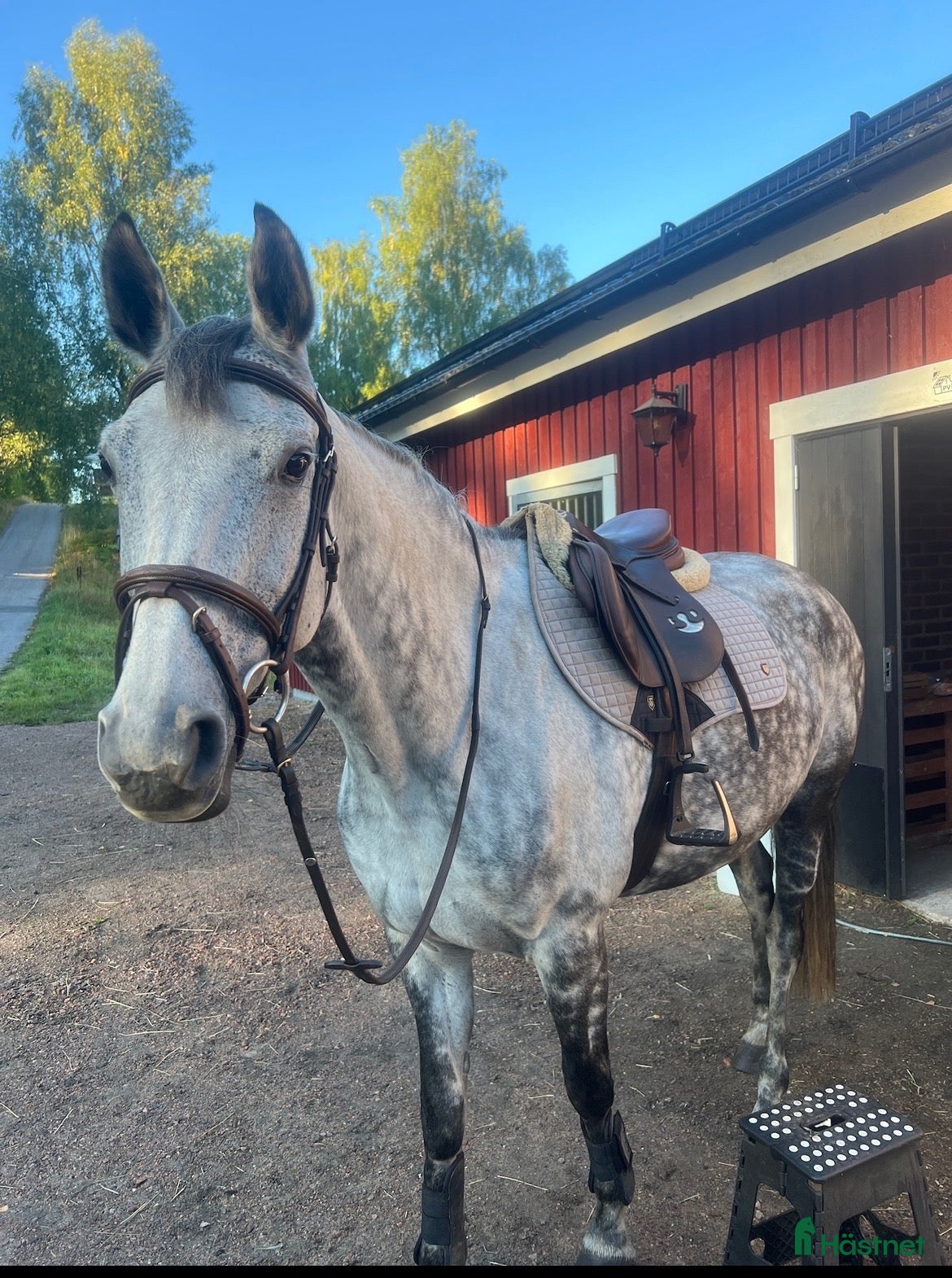  hästar     Trevligt sto söker kärleksfullt hem - Annons 1