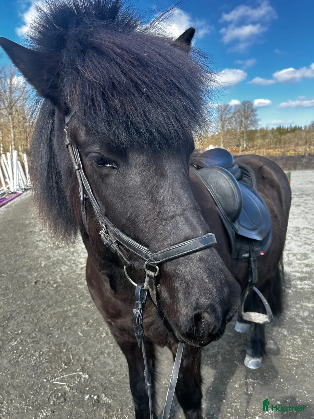 Island hästar till salu: Mycket rolig valack till träning o tävling  - Annons 2