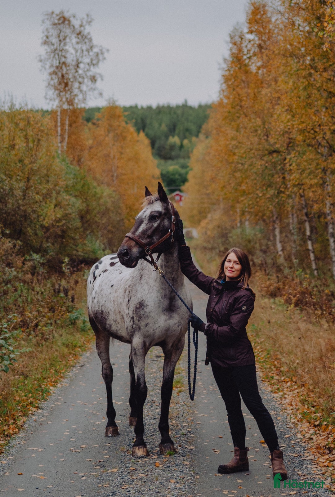  foderhäst finnes: Polskt halvblod söker fodervärd (RESERVERAD) i Ockelbo - Annons 1