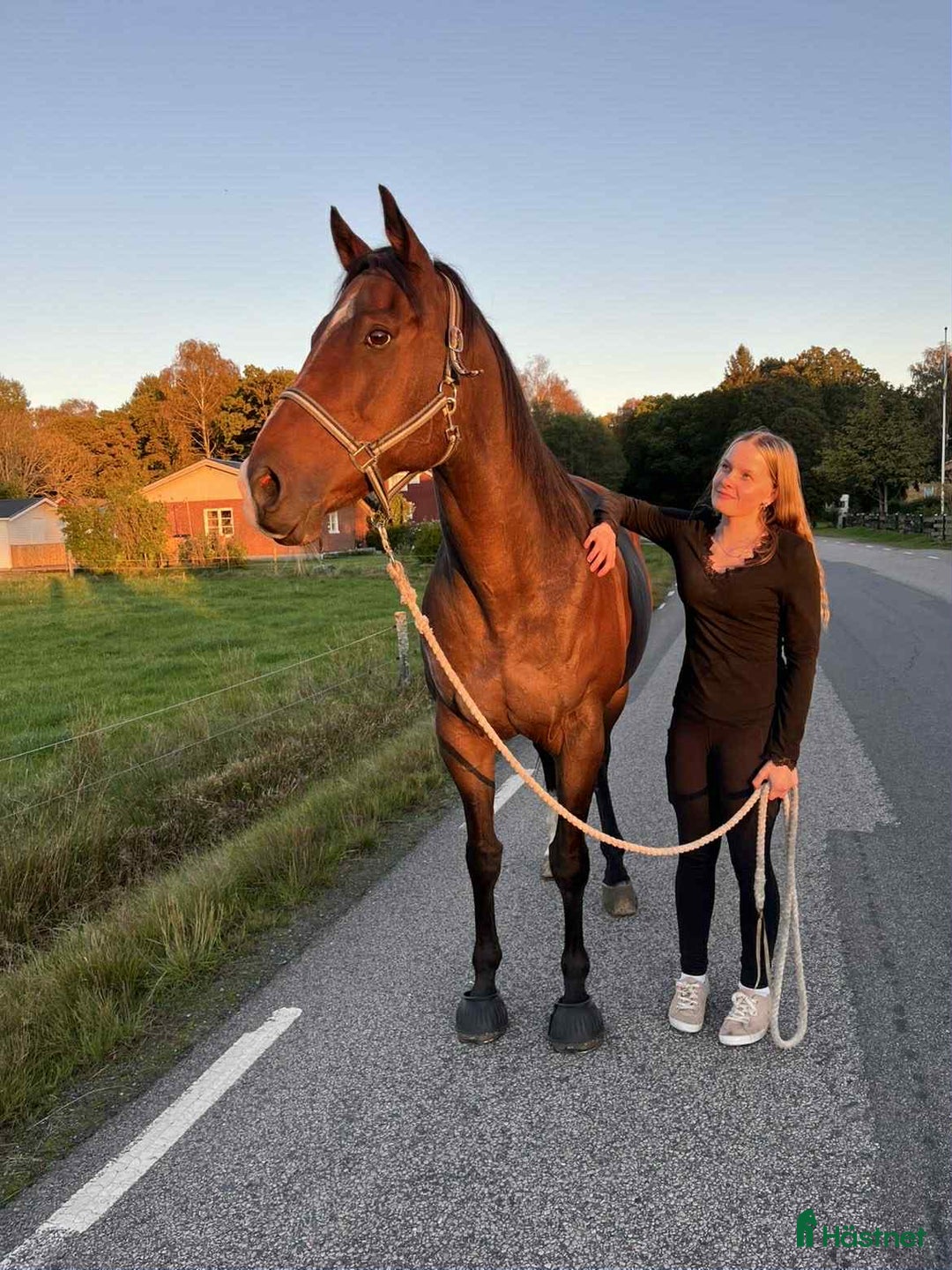 Allround hästar till salu: Zalazar – vackert fullblod med stor potential i Veddige - Annons 4