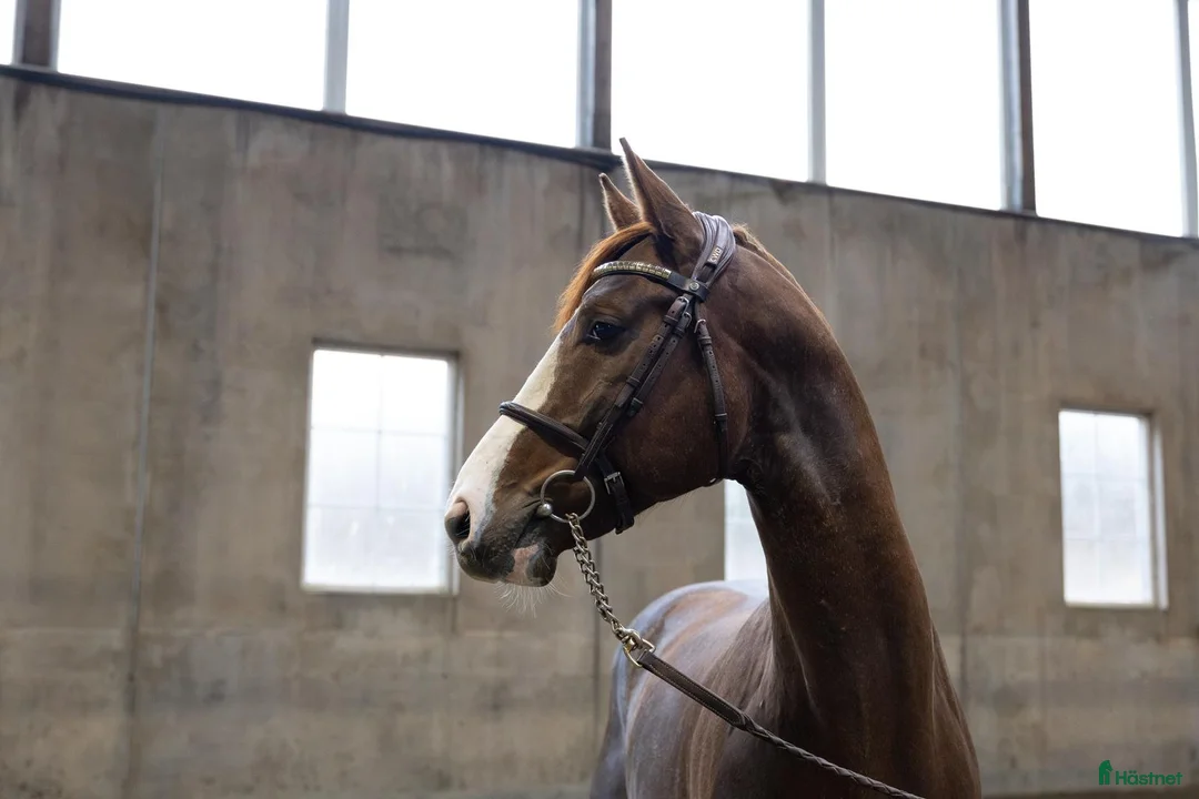 Avelshästar hästar till salu: Unghest klar for 5 års klassene - Annons 2