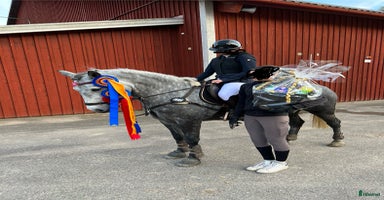  hästar i Spekeröd - Annons 2
