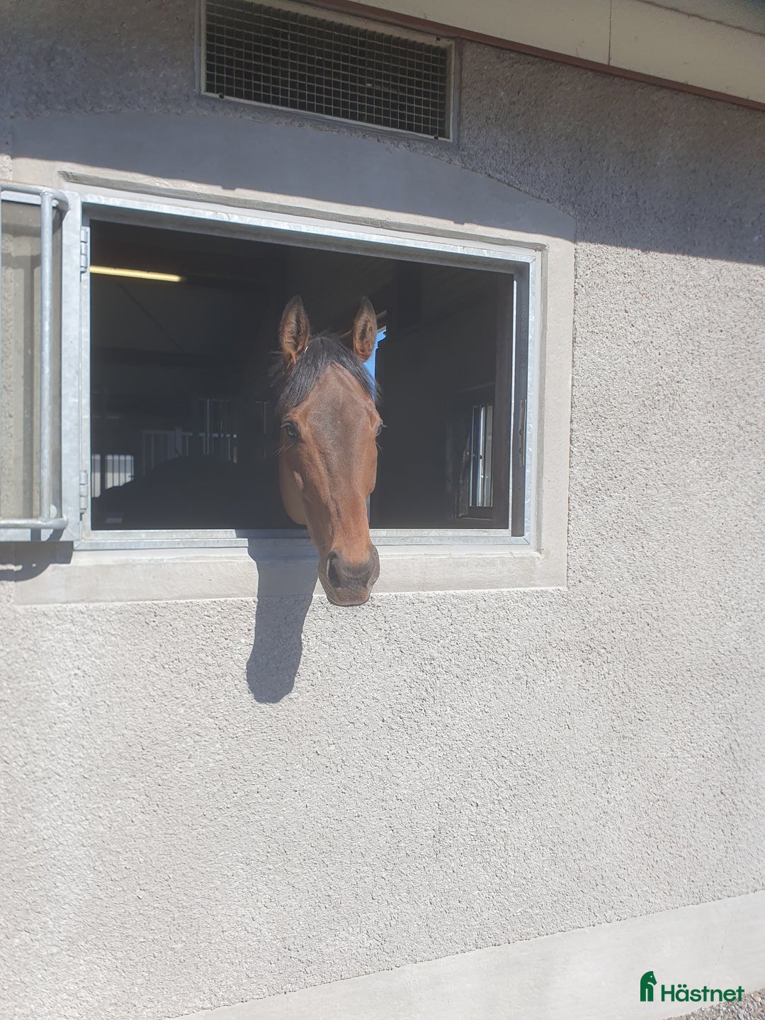 Allround hästar till salu: Snäll fullblodsvalack i Rimbo - Annons 3